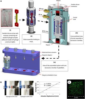 Cyclic Tensile Strain Can Play a Role in Directing both Intramembranous and Endochondral Ossification of Mesenchymal Stem Cells